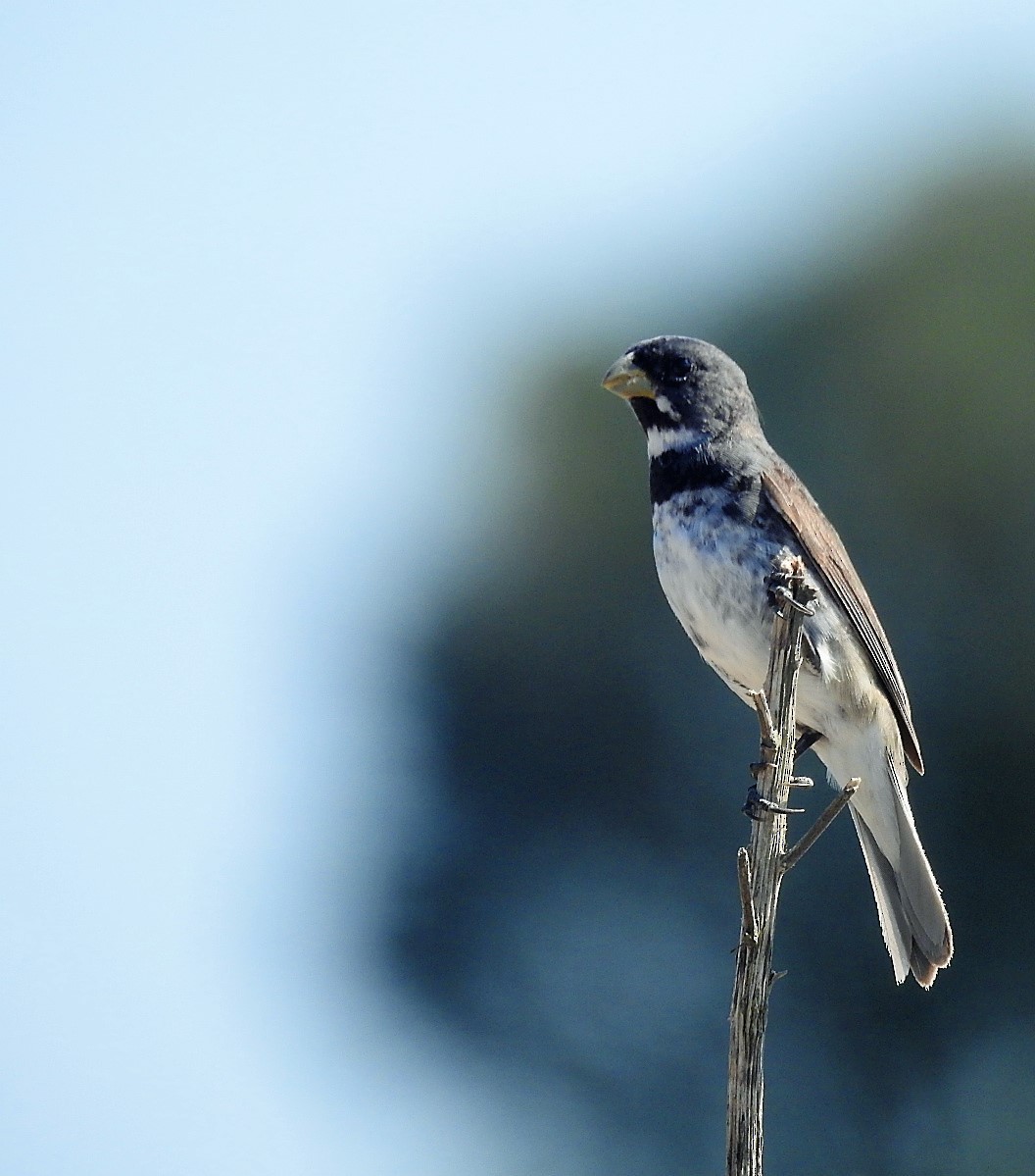 Double-collared Seedeater - ML529448511
