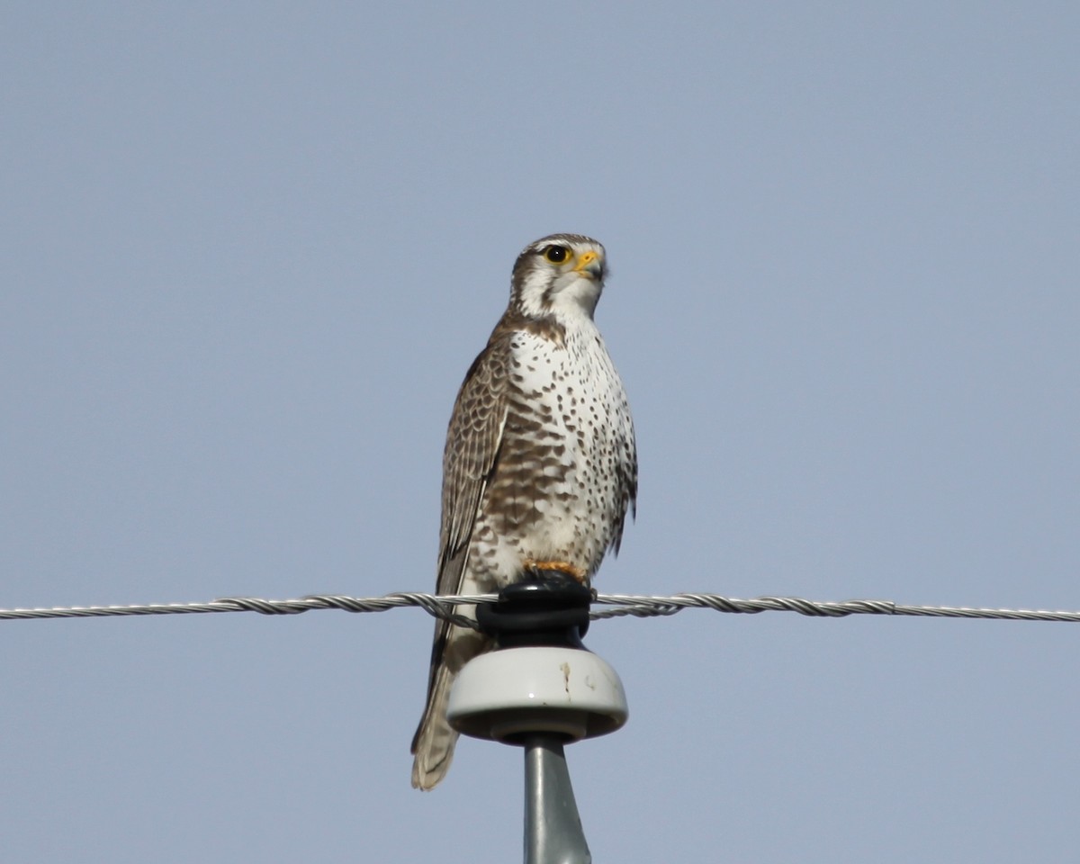 Prairie Falcon - Phil Lyon