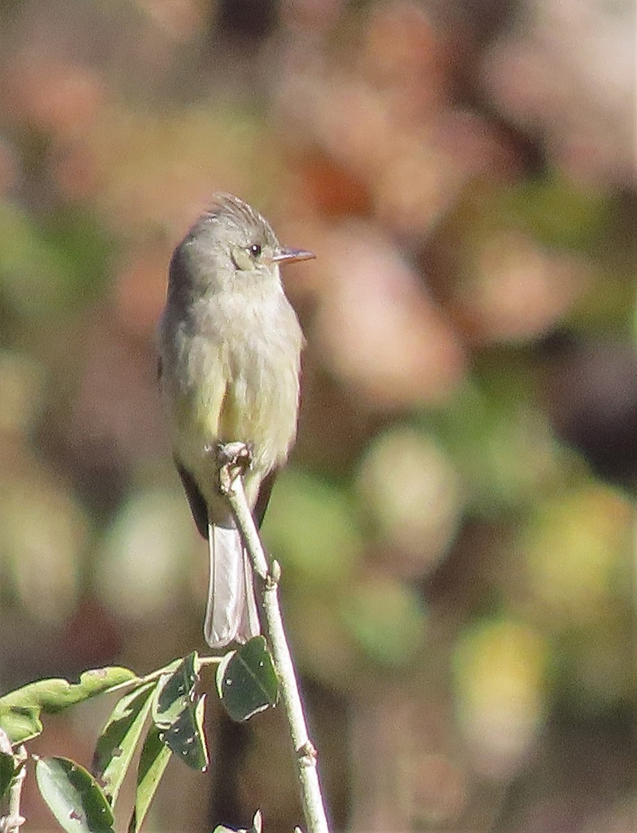 Greater Pewee (Central American) - ML529455091