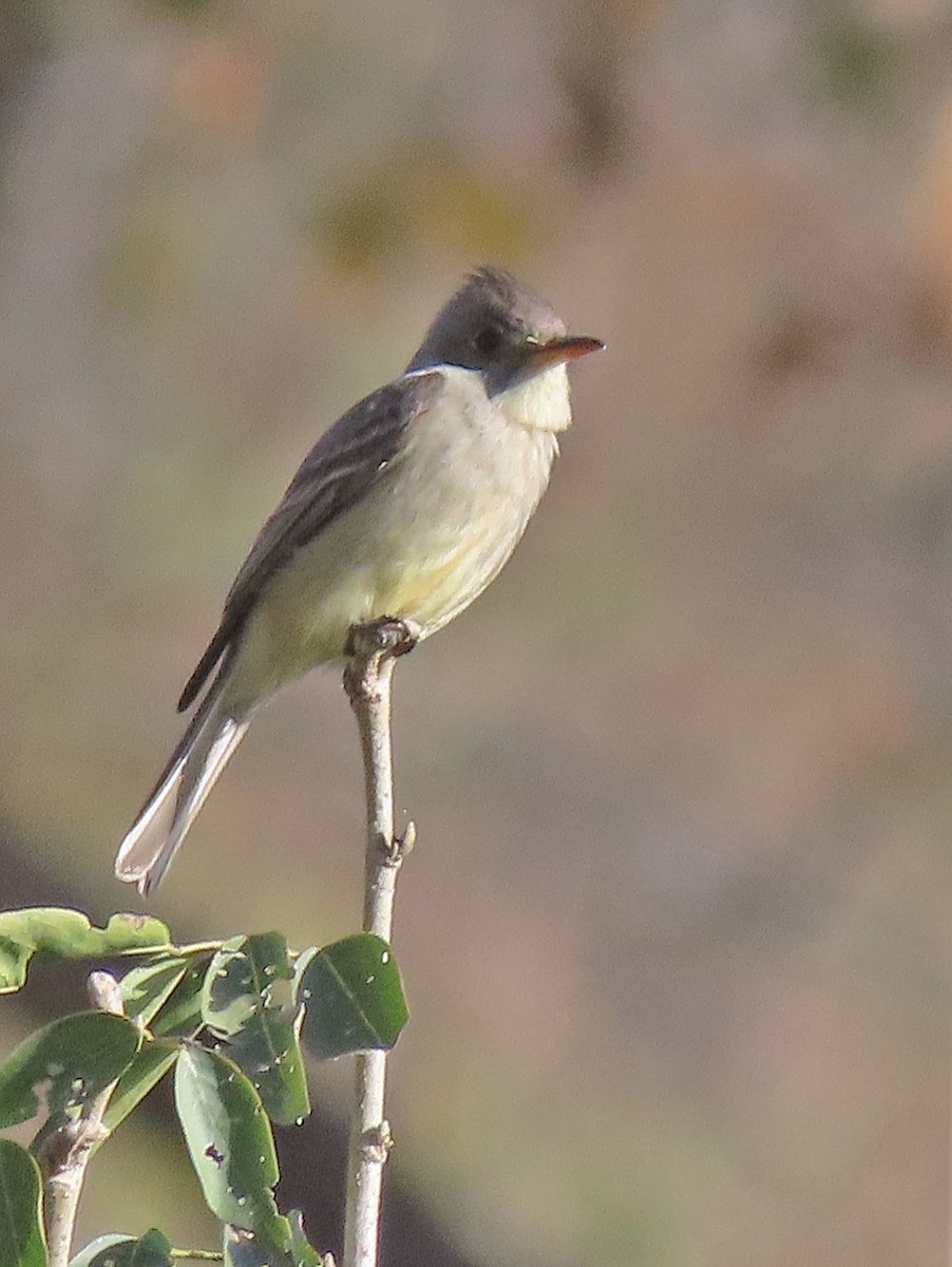 Greater Pewee (Central American) - ML529455101