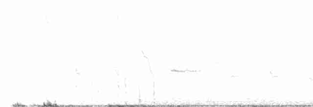 Шалфейная овсянка (canescens) - ML529458581