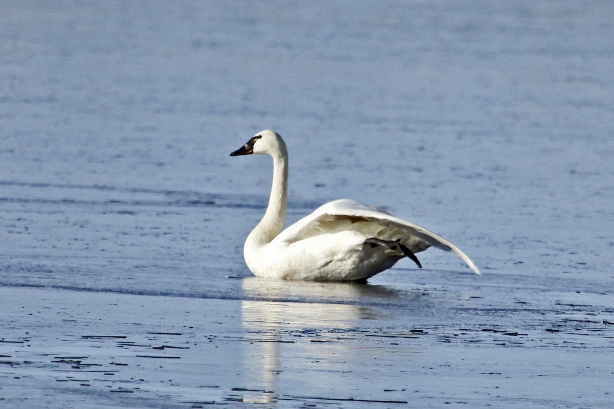 Tundra Swan - Phil Lyon