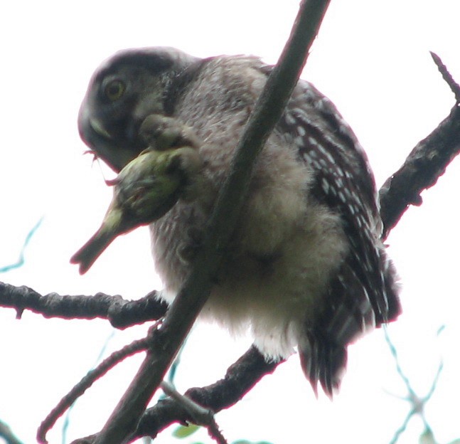 Northern Hawk Owl - Historical Kodiak Archipelago  Data