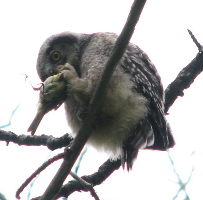 Northern Hawk Owl - ML529463551