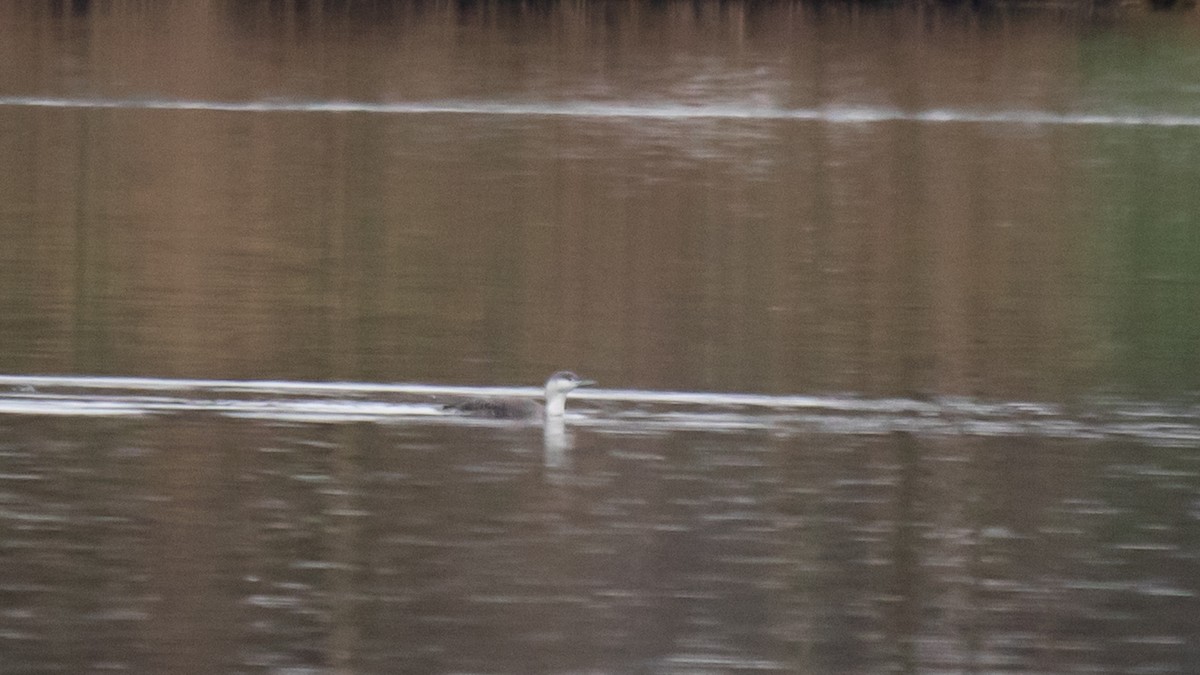 Red-throated Loon - ML529463731
