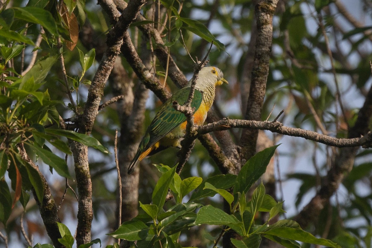Rose-crowned Fruit-Dove - ML529463791