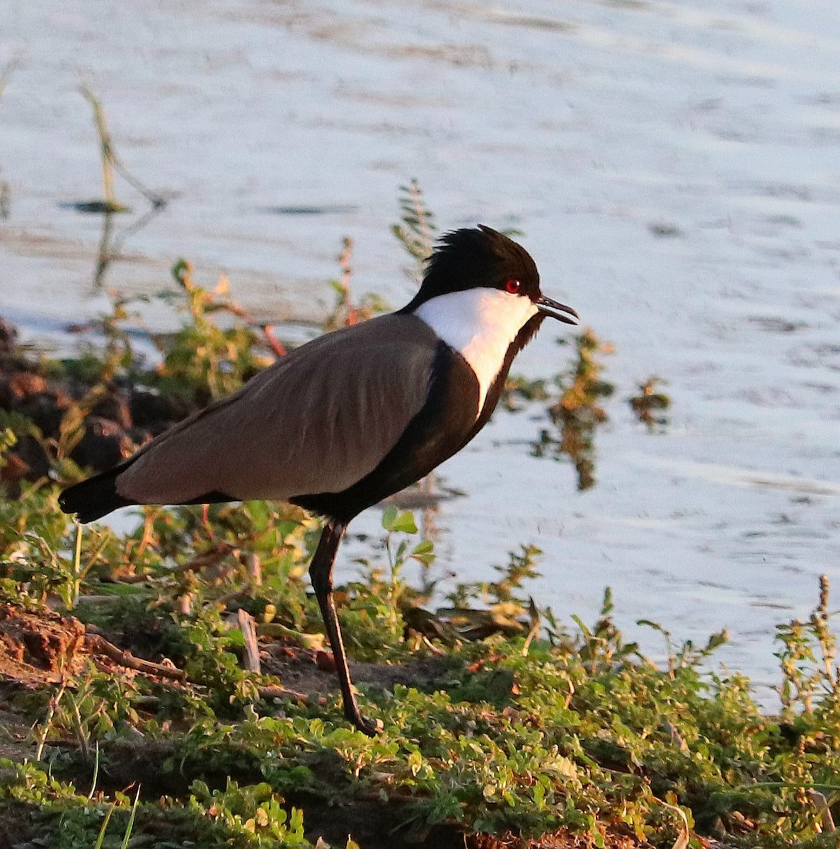 Spur-winged Lapwing - ML529468141