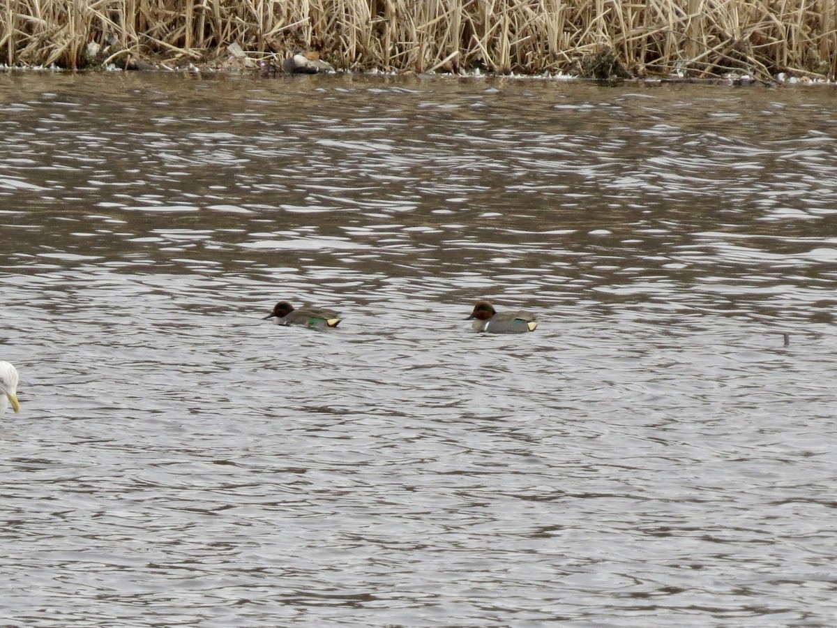 Green-winged Teal - ML529468581