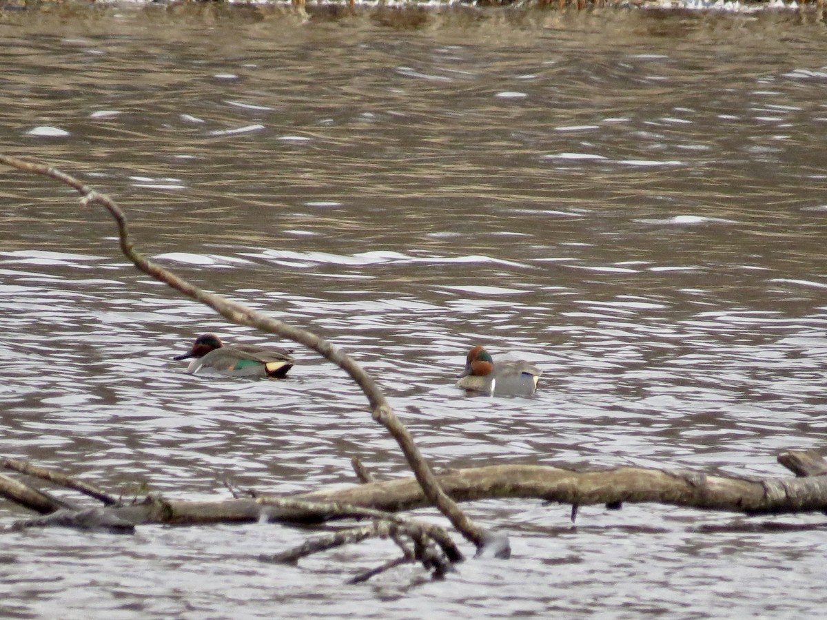 Green-winged Teal - ML529468591