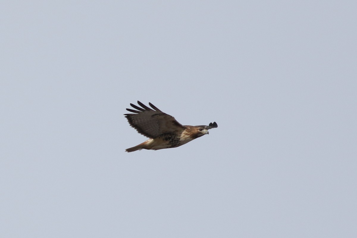 Red-tailed Hawk (borealis) - ML529472211