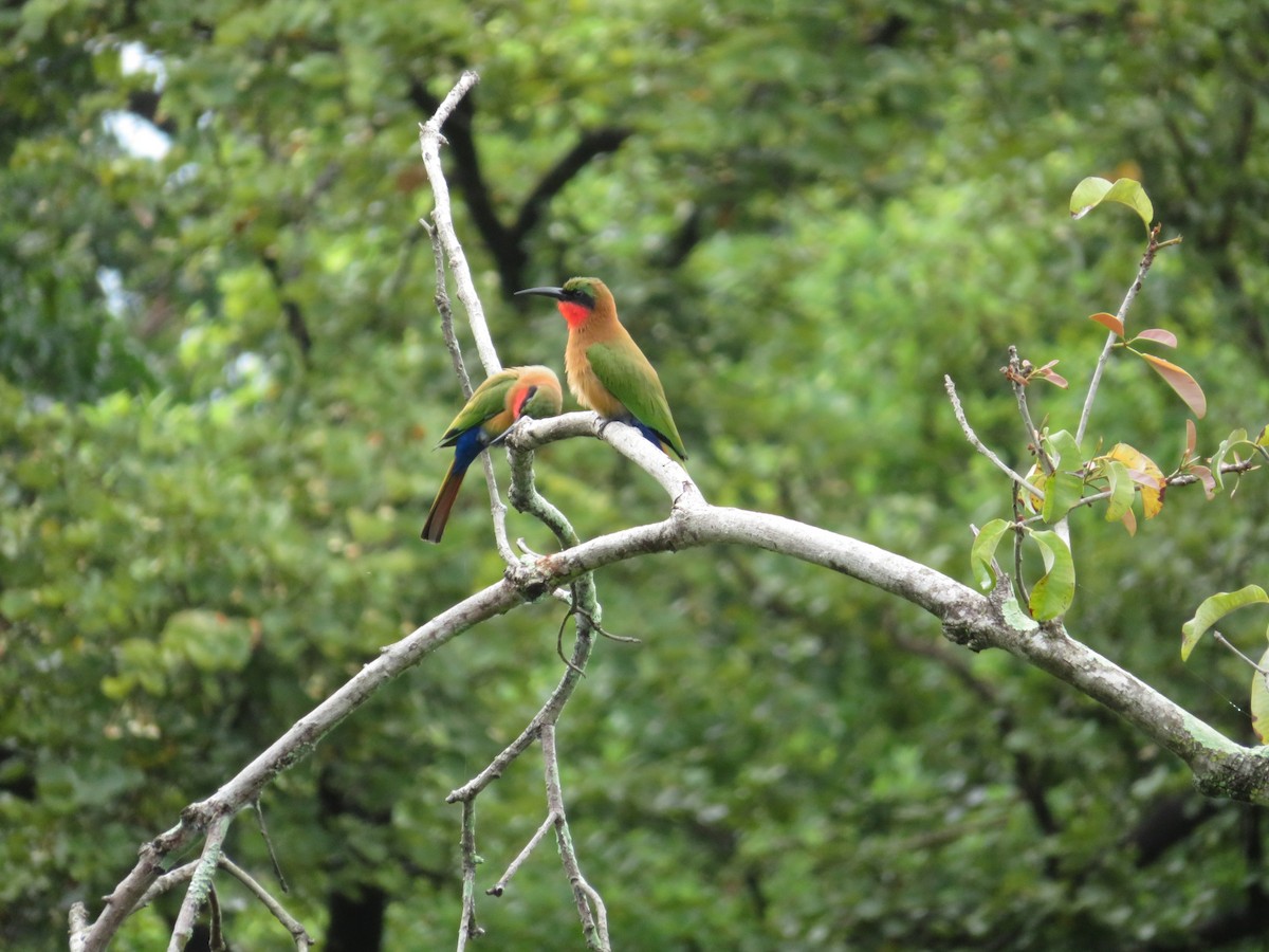 Red-throated Bee-eater - ML529472501
