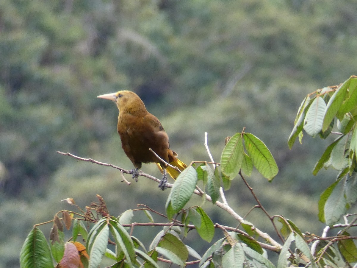 Russet-backed Oropendola - Cathryn Pritchard