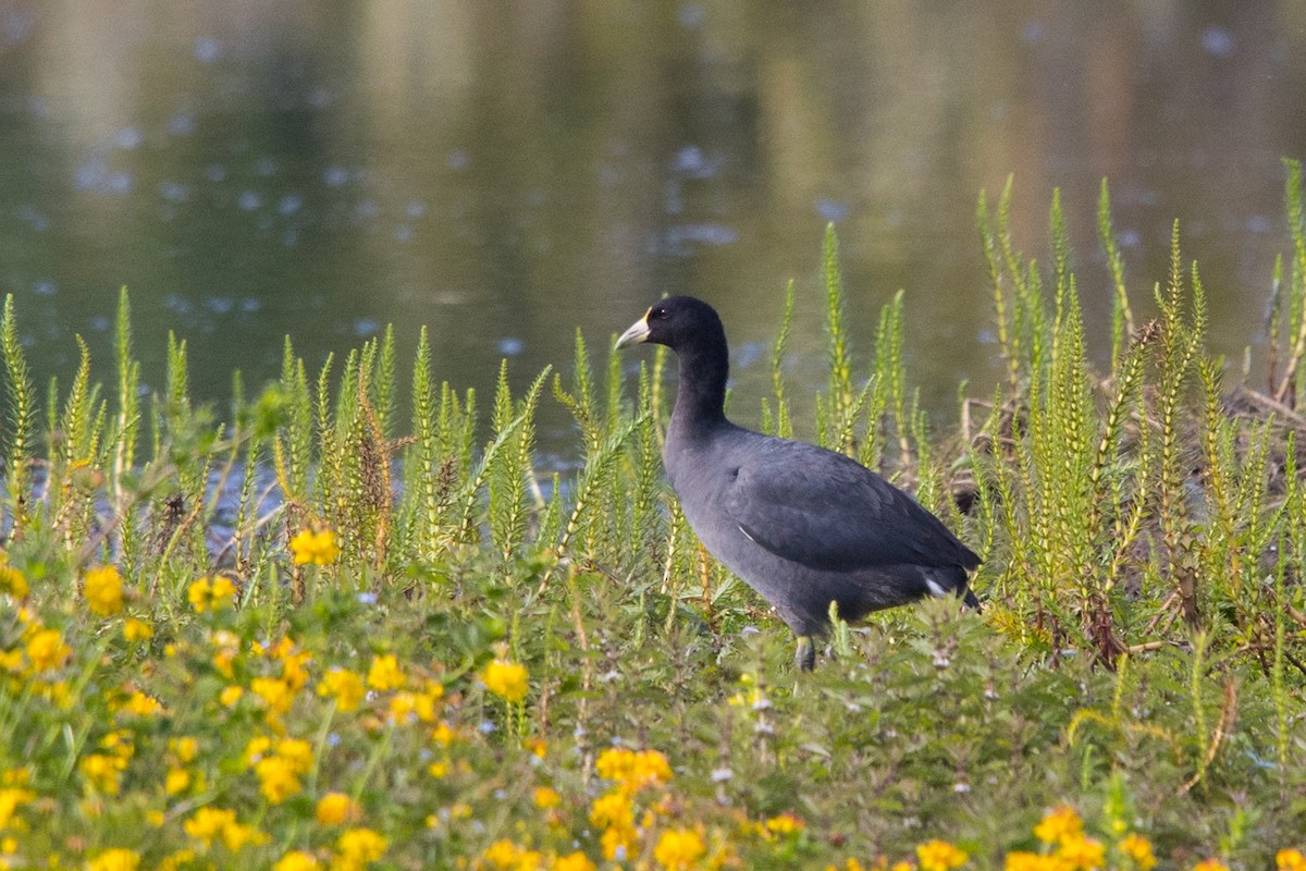 White-winged Coot - ML529473471