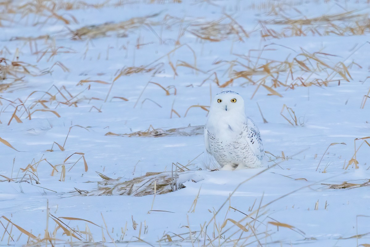 Snowy Owl - ML529476931
