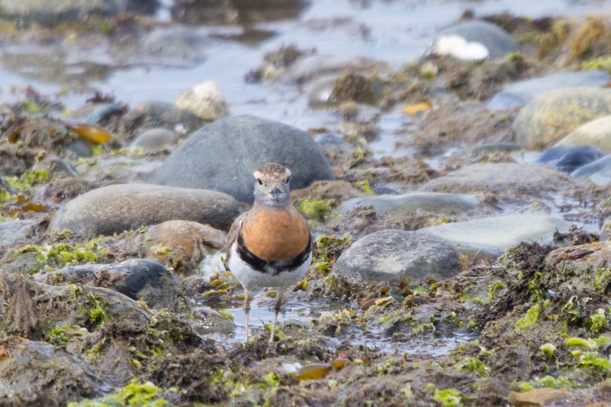 Rufous-chested Dotterel - ML529477821
