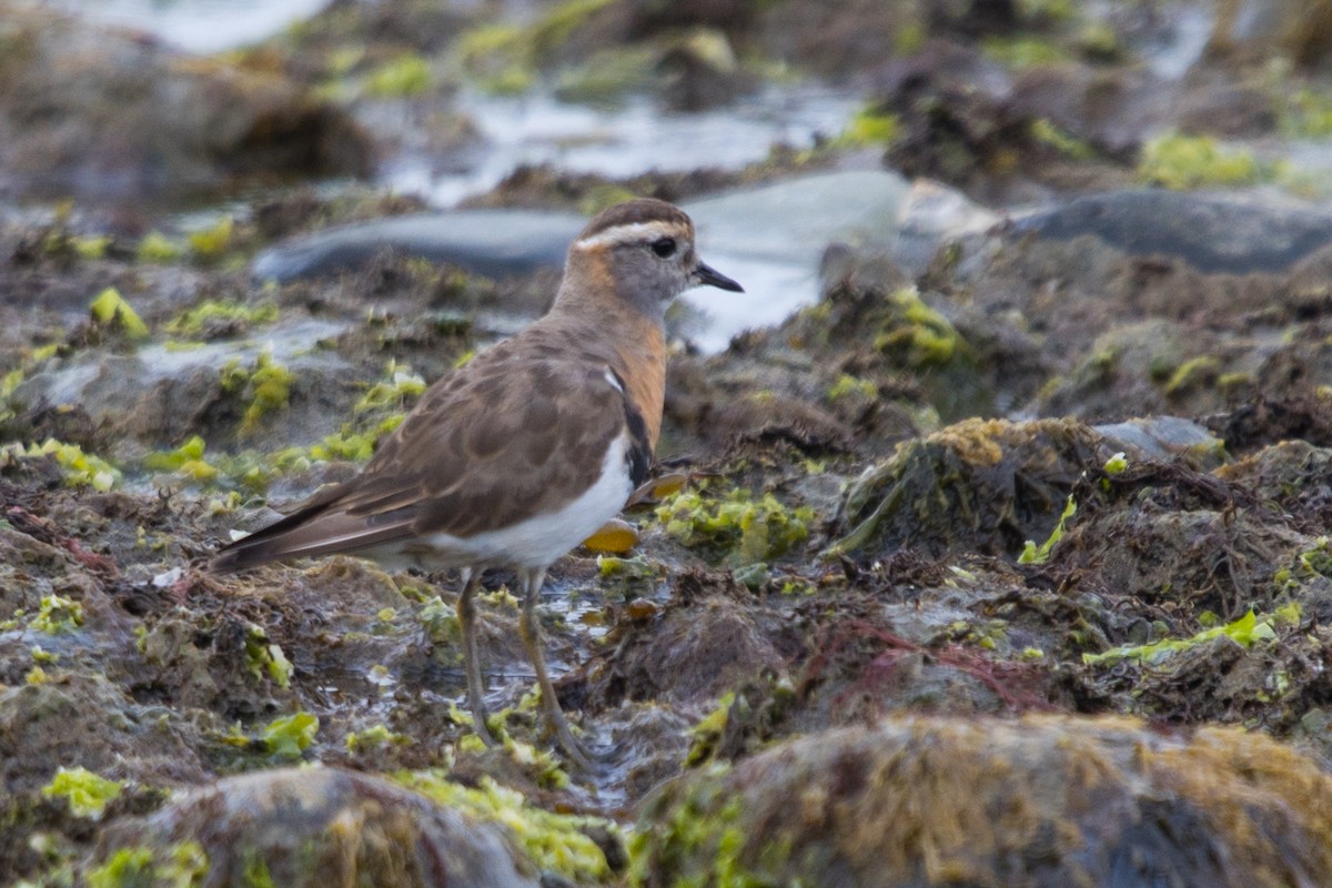 Rufous-chested Dotterel - ML529477901
