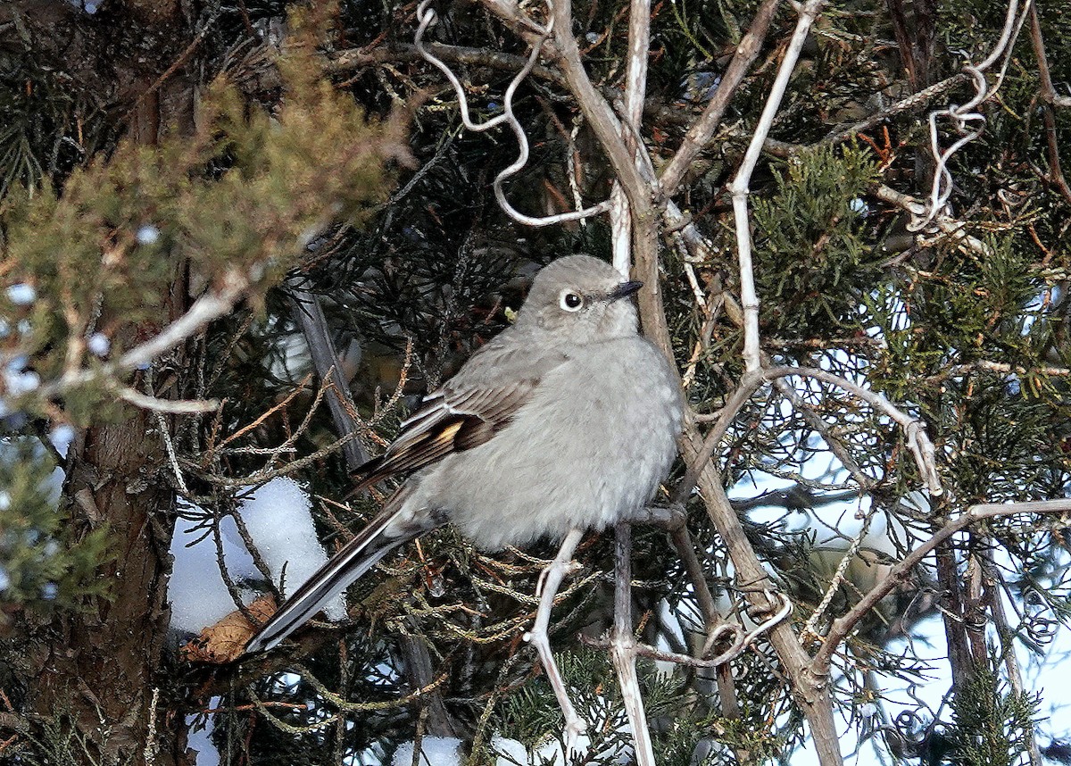 Townsend's Solitaire - ML529480561
