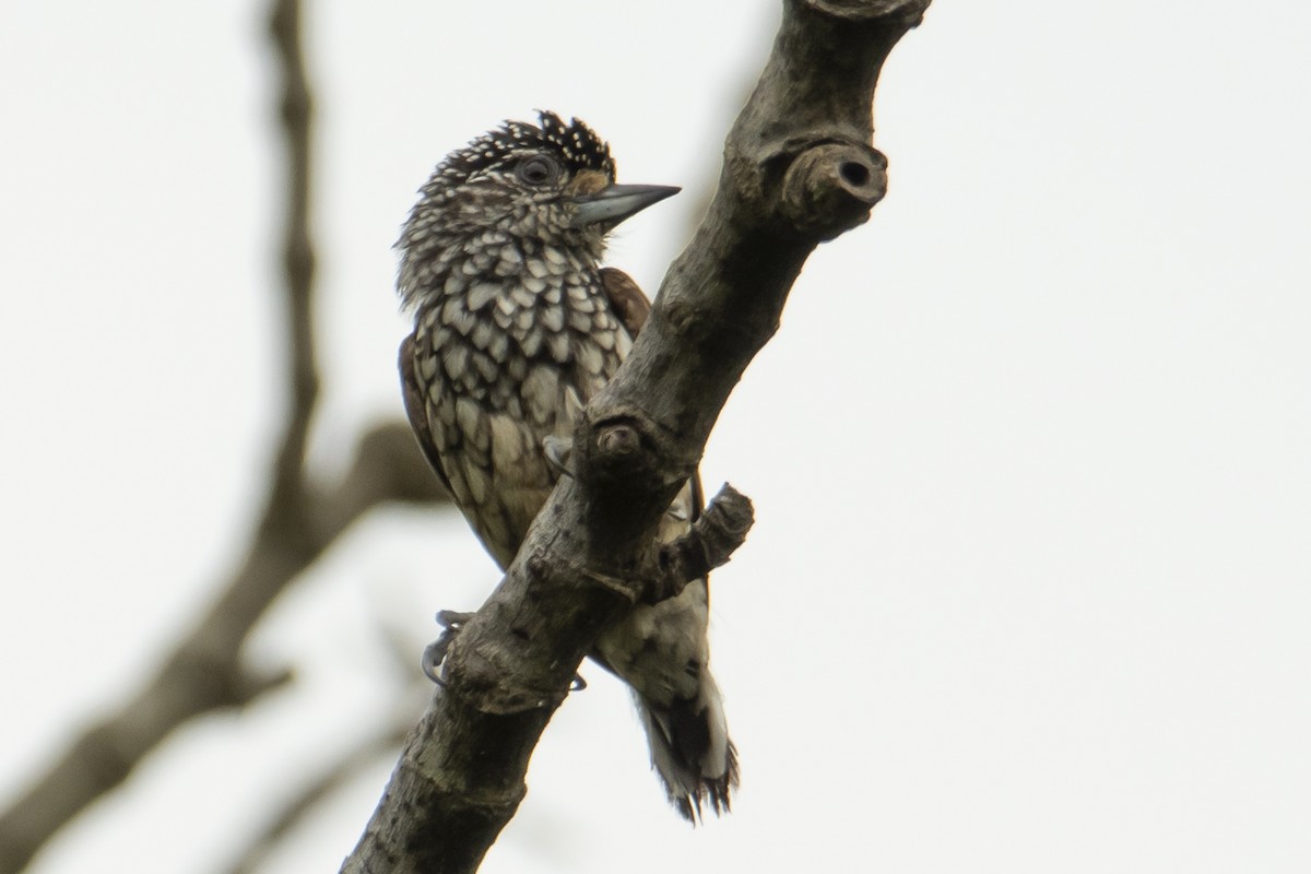 White-wedged Piculet - ML529481731