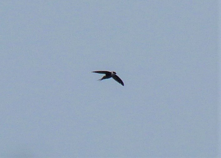 Lesser Swallow-tailed Swift - Carlos Otávio Gussoni