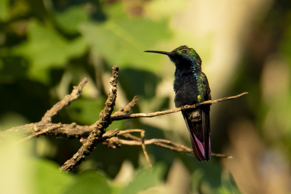 kolibřík tropický - ML529483331