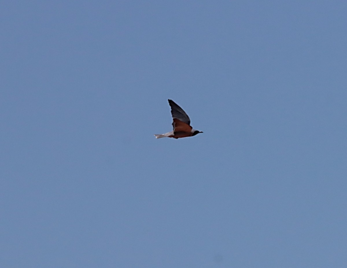 Masked Woodswallow - ML529485971