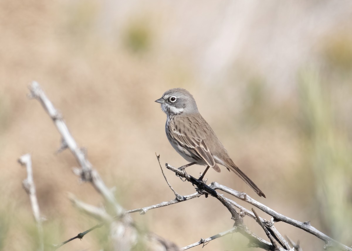 Sagebrush/Bell's Sparrow (Sage Sparrow) - ML529487571