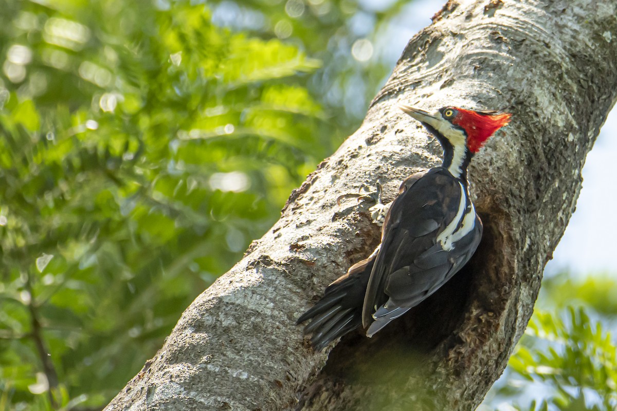 Crimson-crested Woodpecker - ML529489521