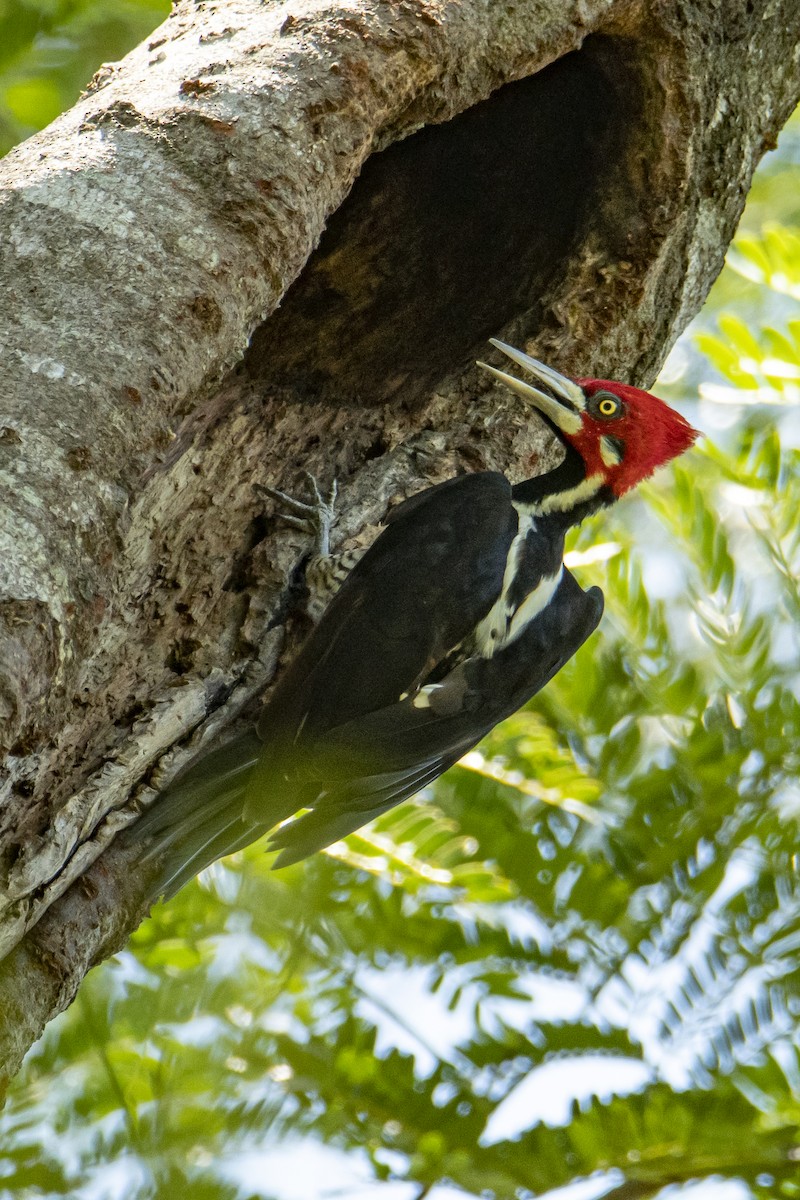 Crimson-crested Woodpecker - ML529489531