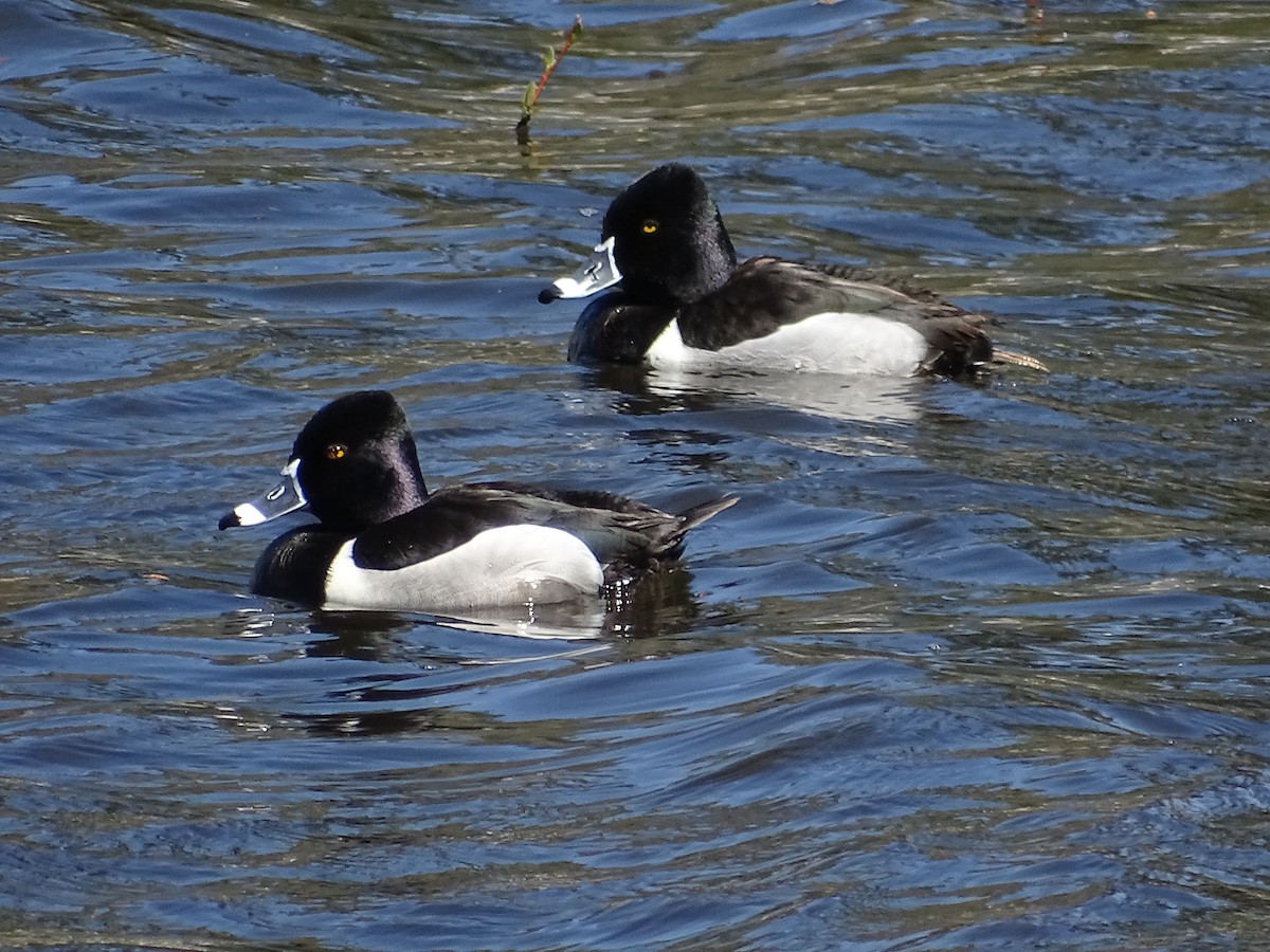 Ring-necked Duck - Robin Roberts