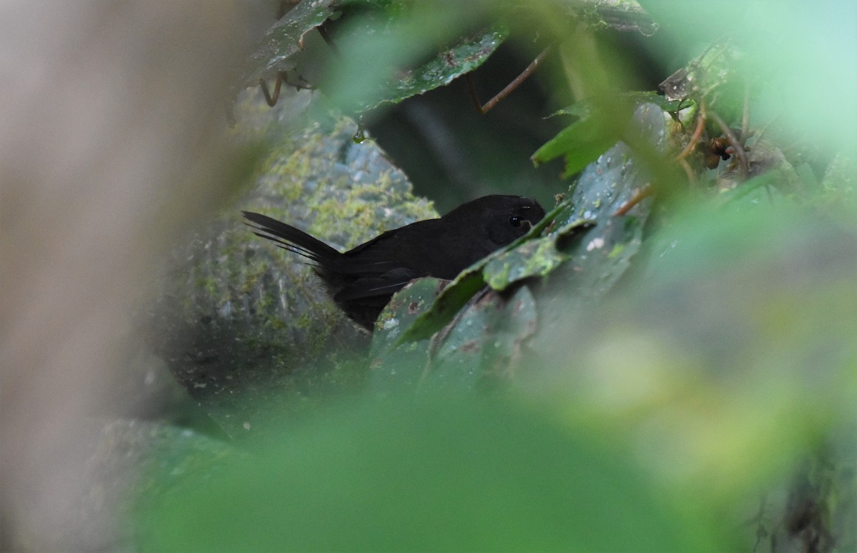 Long-tailed Tapaculo - ML529491101