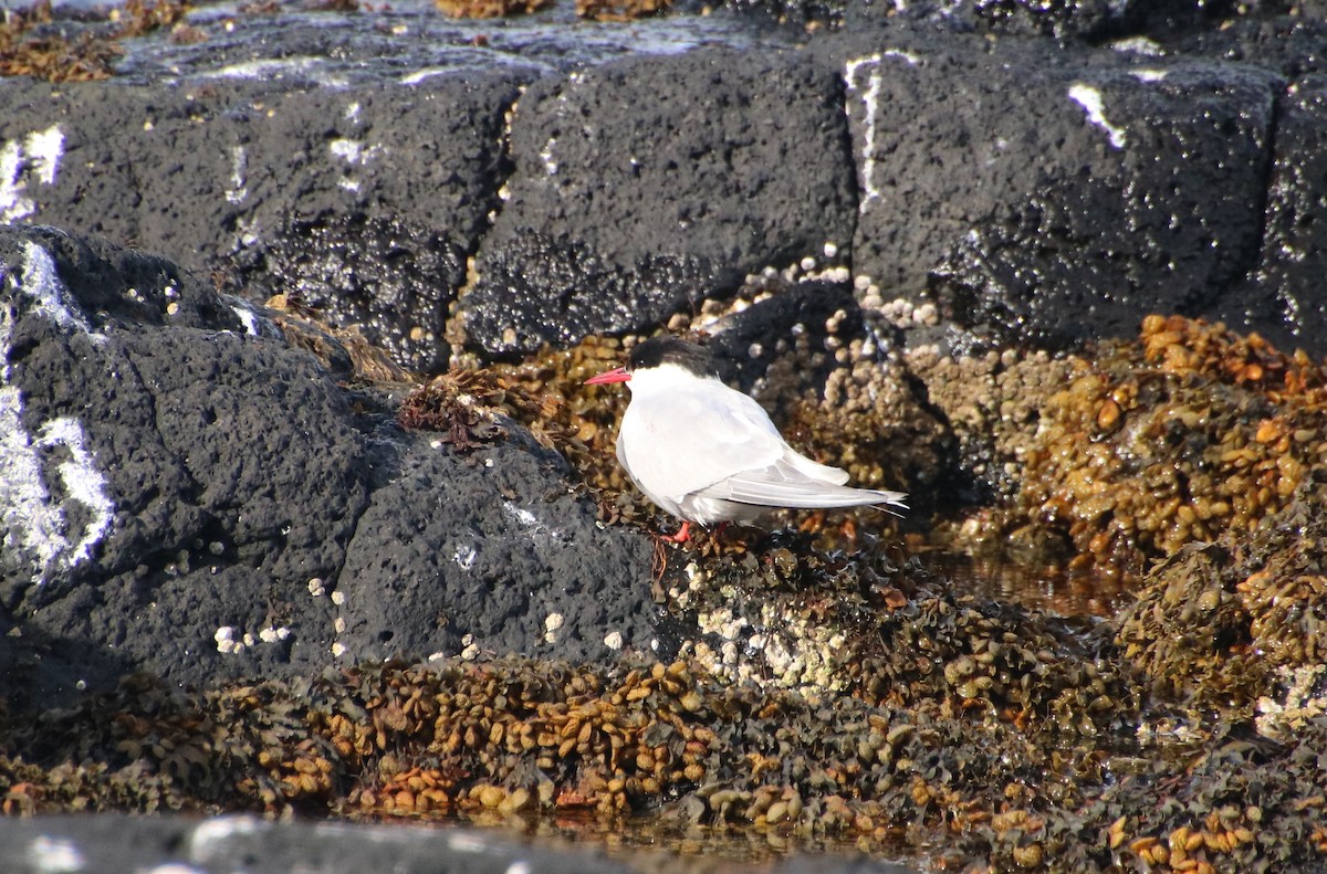 Arctic Tern - ML529492981