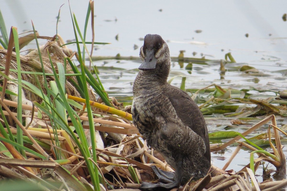 Ruddy Duck - ML529494671