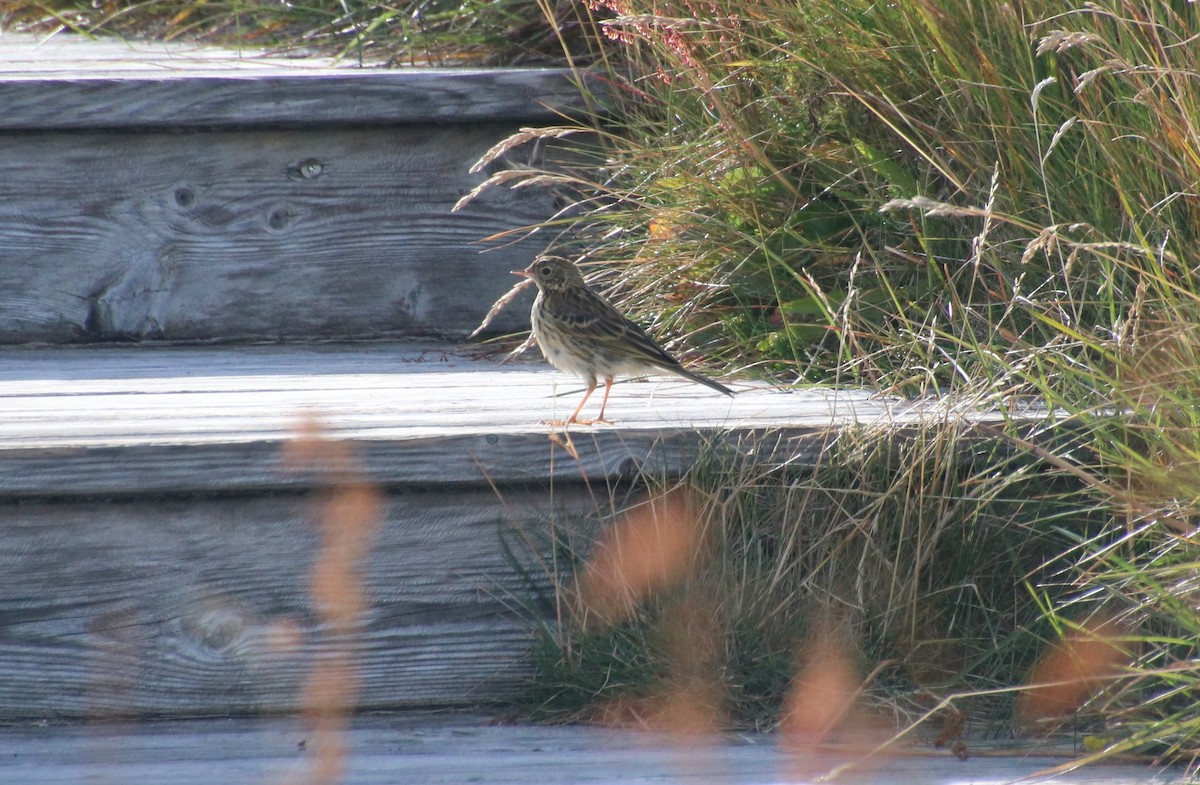 Meadow Pipit - ML529495081