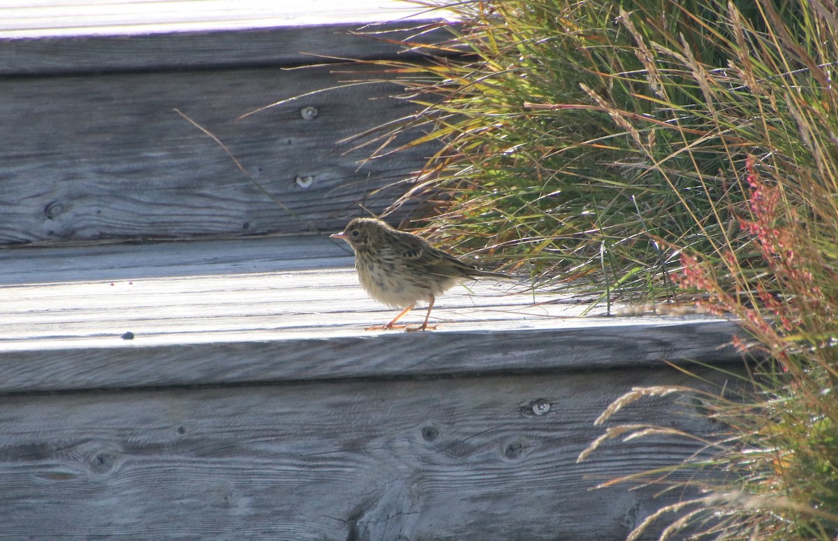 Meadow Pipit - ML529495111