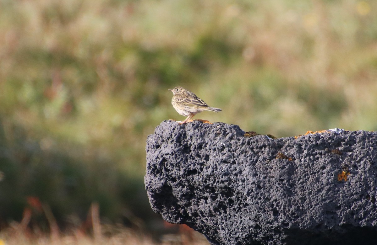 Meadow Pipit - ML529495881