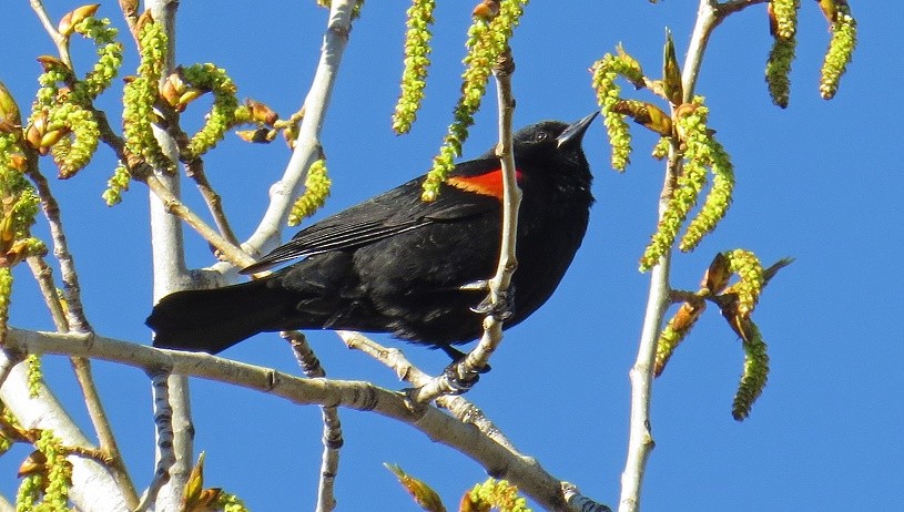 Red-winged Blackbird - Donald Sutherland