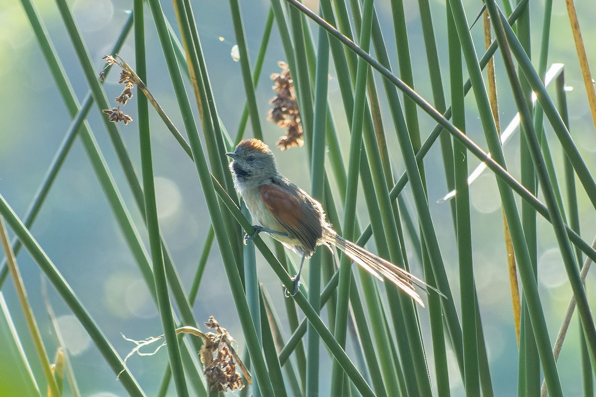 Silvery-throated Spinetail - ML529500501