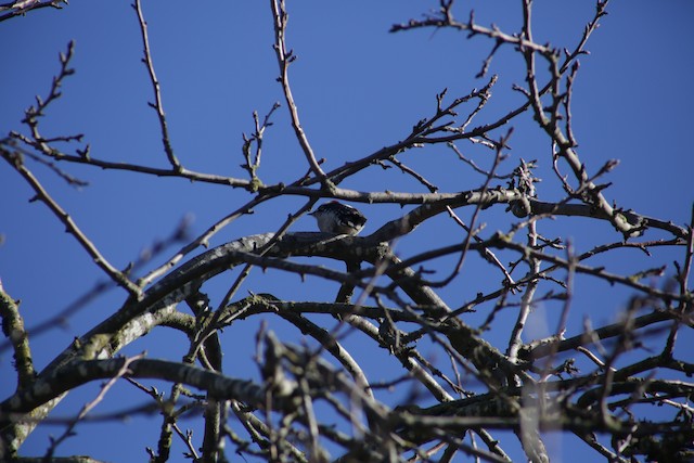 Downy Woodpecker at Chilliwack--Salish Pond by Bentley Colwill
