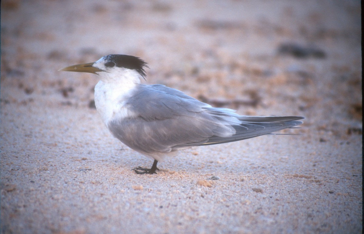 Great Crested Tern - ML529506281