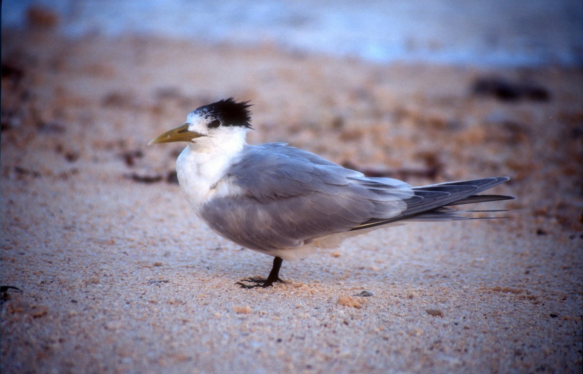 Great Crested Tern - ML529506301