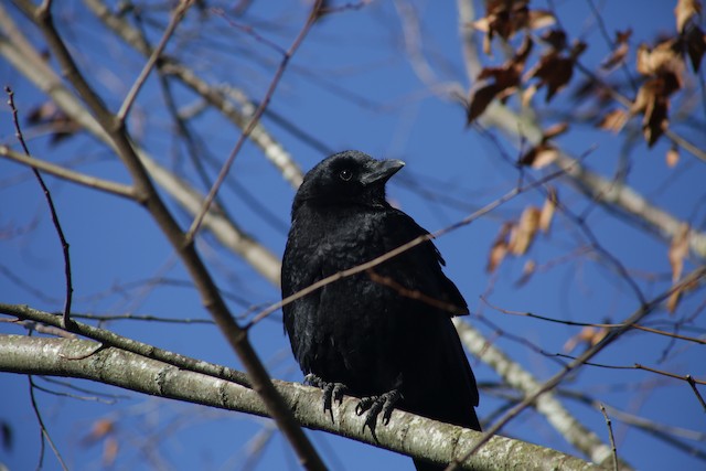 American Crow at Chilliwack--Salish Pond by Bentley Colwill