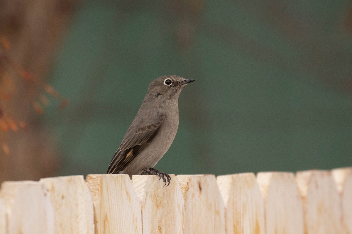 Townsend's Solitaire - ML529508011