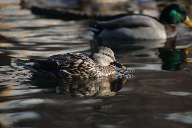 Mallard at Chilliwack--Salish Pond by Bentley Colwill