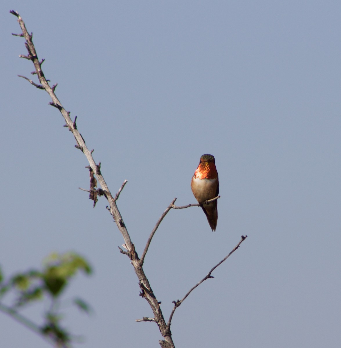 Allen's Hummingbird - ML529511221