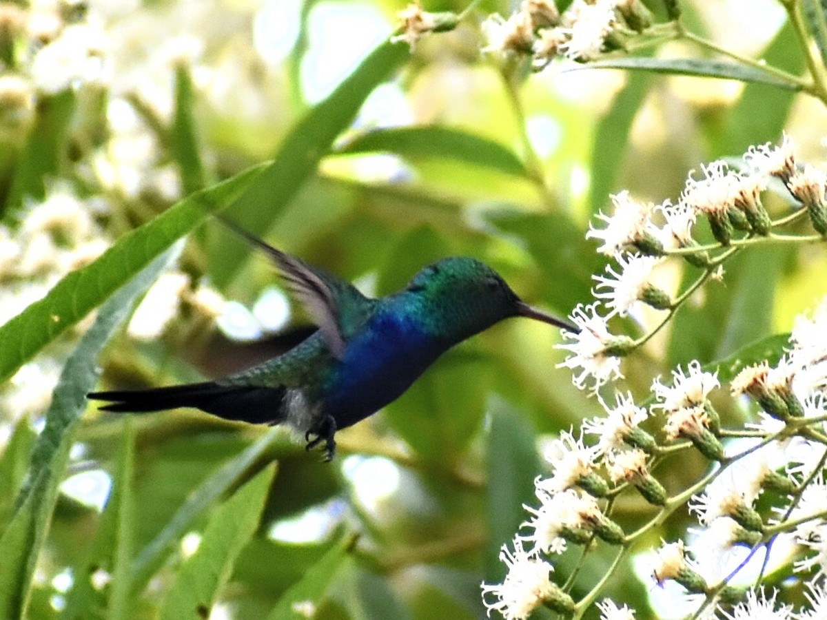 Violet-bellied Hummingbird - ML529521551