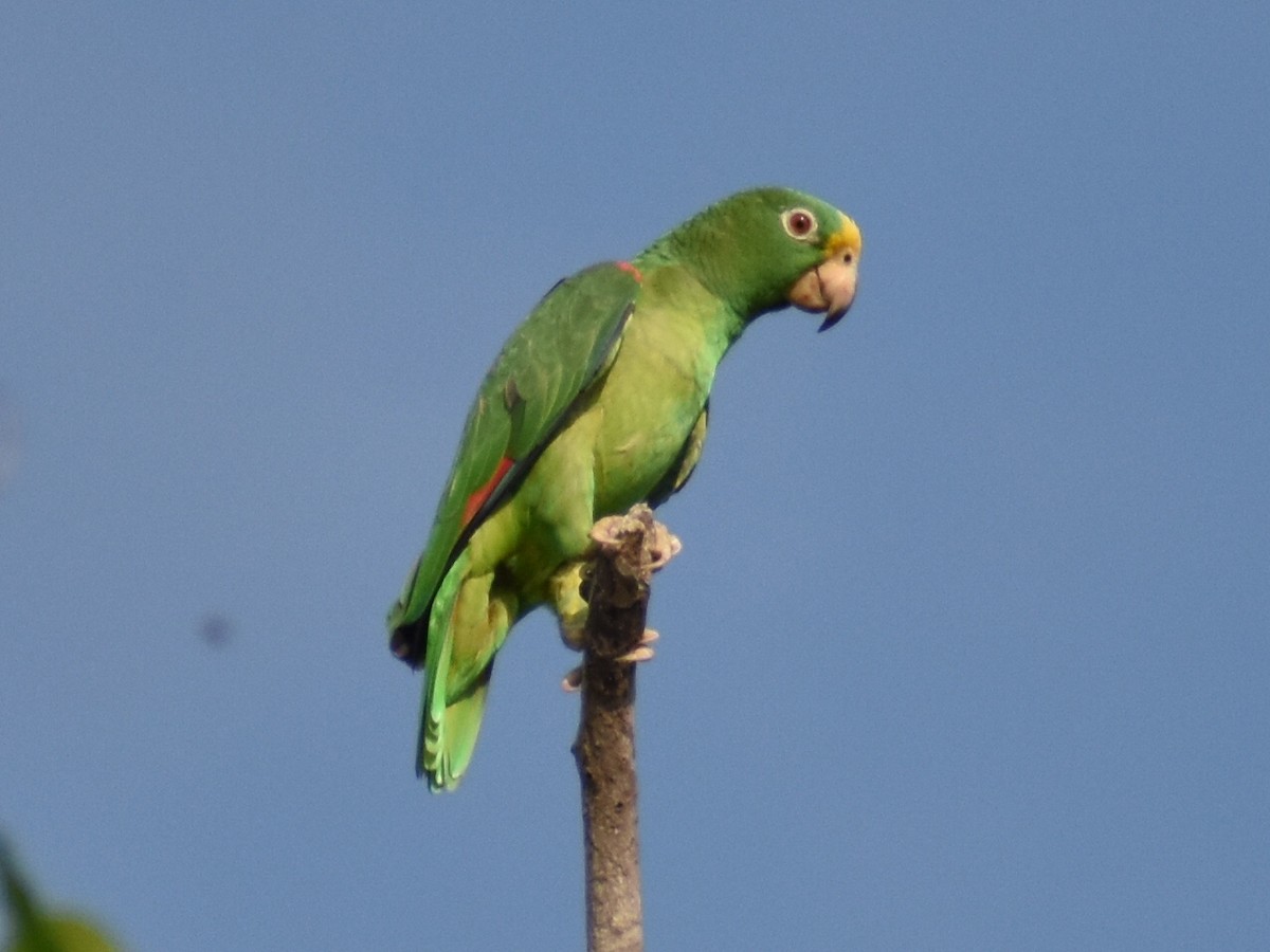 Yellow-crowned Parrot - ML529521871