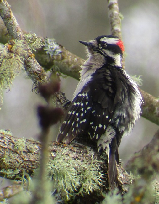 Downy Woodpecker - ML52952431