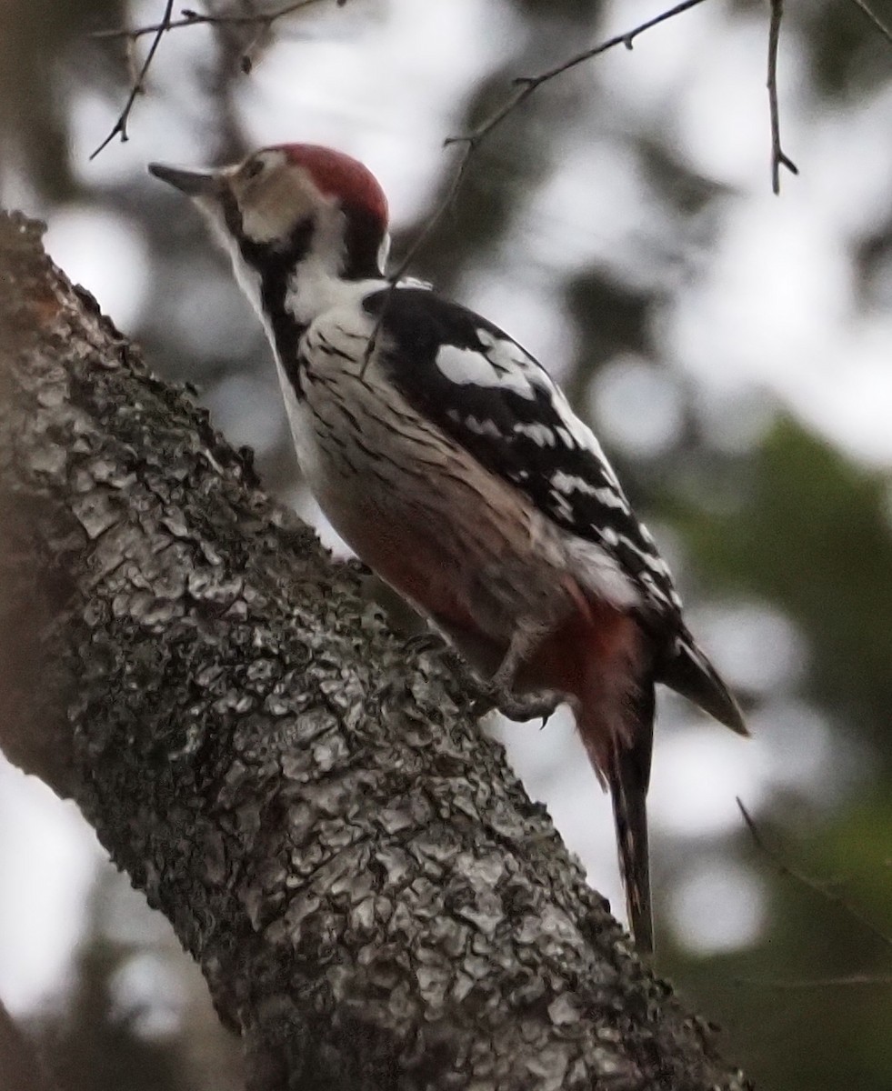 White-backed Woodpecker (White-backed) - ML529524371