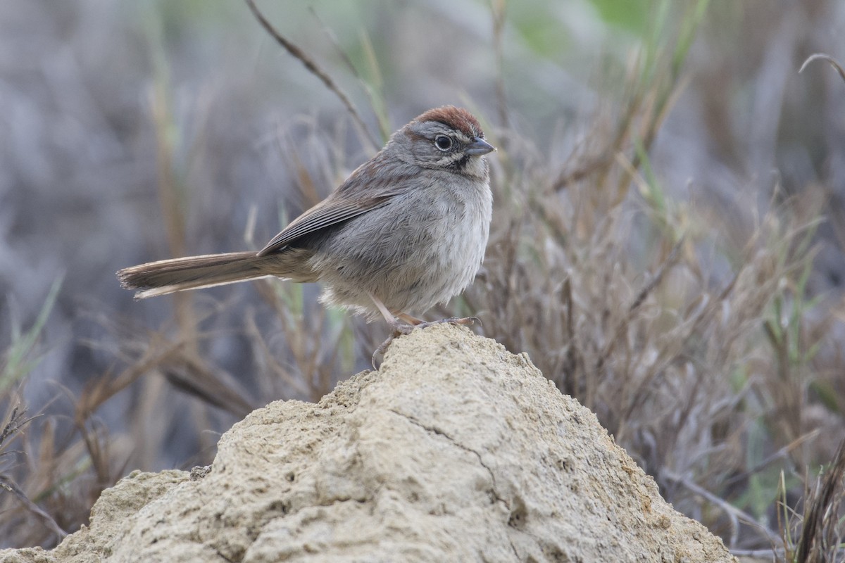Rufous-crowned Sparrow - ML529525291
