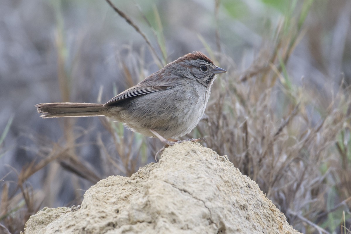 Rufous-crowned Sparrow - ML529525311